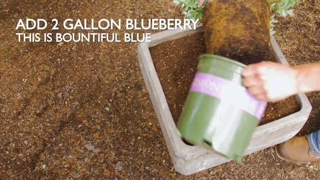 How To Grow Blueberries In A Pot смотреть онлайн