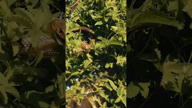 Caspian whipsnake attacking me in romanian swamps. Dolichophis caspius, known by THE BAD SNAKE смотреть онлайн