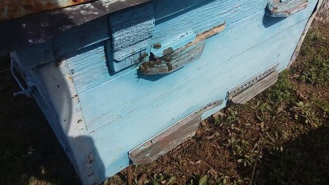 Успешная зимовка на пасеке у Михаила. Весенняя ревизия. Часть -1 смотреть онлайн