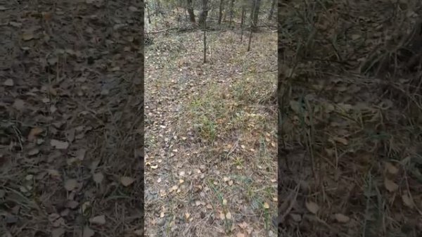 Наблюдение за природой.Nature Observation.11.09.2023.