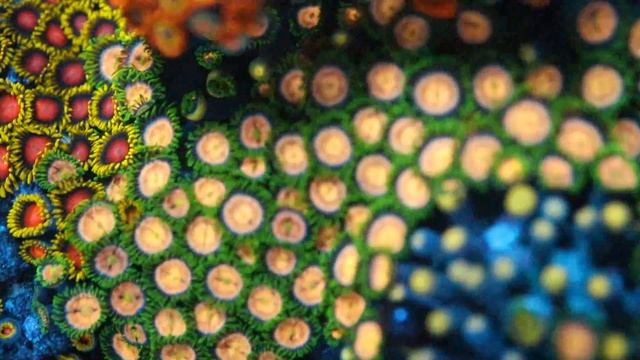 Coral ID: WWC Lazer Lemon Zoas смотреть онлайн