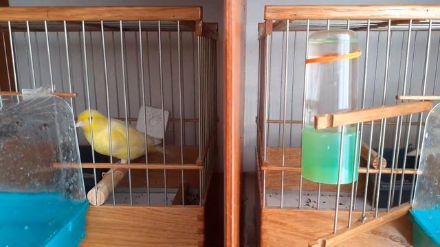 Содержание канареек.  И быть и уют