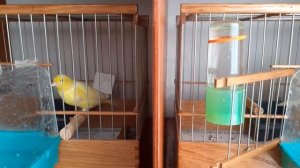 Содержание канареек.  И быть и уют