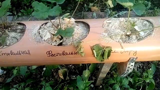 Клубника в трубе. Спустя неделю. 8 июня 2019 г. смотреть онлайн