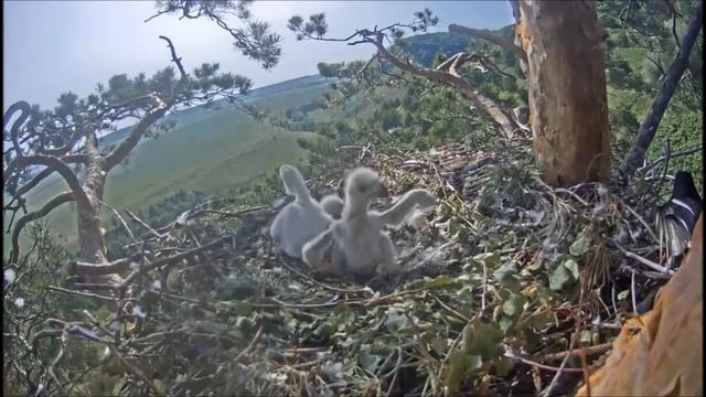 Солнечный орёл (Aquila heliaca) сорока в гнезде 10062021 смотреть онлайн