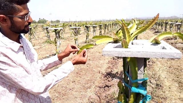 Dragon fruit farming 🐲 || kashmiri red apple ber || Full details 🤩 with@kkdragonfruitfarm смотреть онлайн