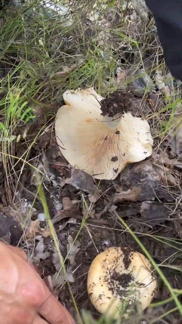 #грибы #mushroom #fungi #природа #мухоморныймикродозинг #грибнойсезон #ноотропы #здоровоепитание смотреть онлайн