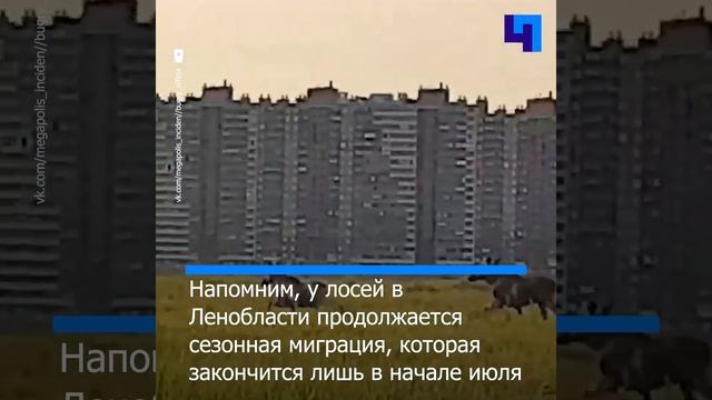 В Мурино заметили трех лосей смотреть онлайн