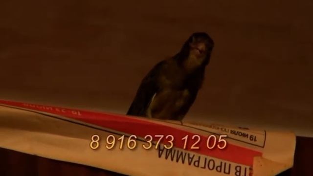 Канарейки овсяночного напева смотреть онлайн