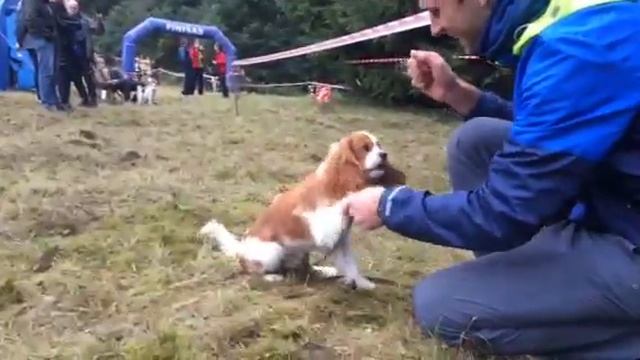 Smart Cavalier King Charles Spaniel - Toras Alto Paradas (9 month) смотреть онлайн