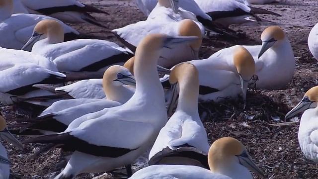 Живая природа :3 смотреть онлайн