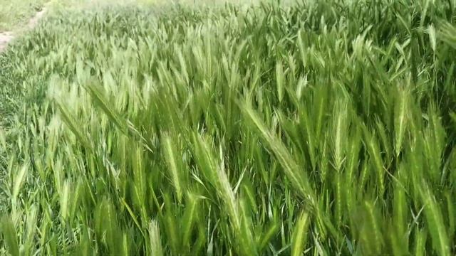 Красивый шелест колосьев