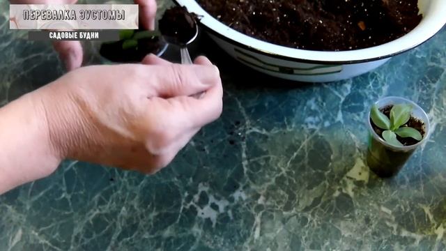 Перевалка эустомы