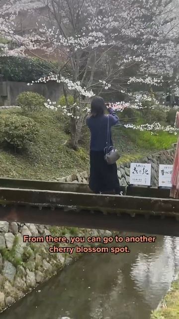 You Have To Go Here For The Best Cherry Blossoms View In Japan. #telugushorts  #japan #travel
