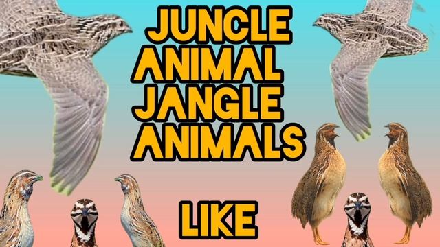 bedana ovozi chinka Batair Quail Quail zòr. بٹیر چینکہ کی آواز смотреть онлайн