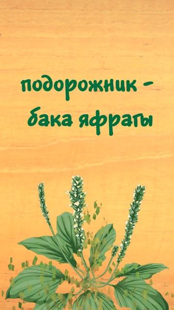 Названия растений на татарском языке. #татарскийязык #растения смотреть онлайн