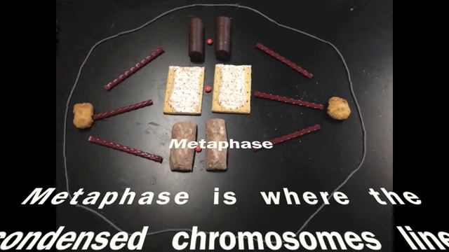 Mitosis in Motion смотреть онлайн