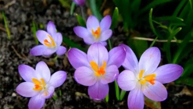 ВЕСЕННЕЕ ОЧАРОВАНИЕ смотреть онлайн