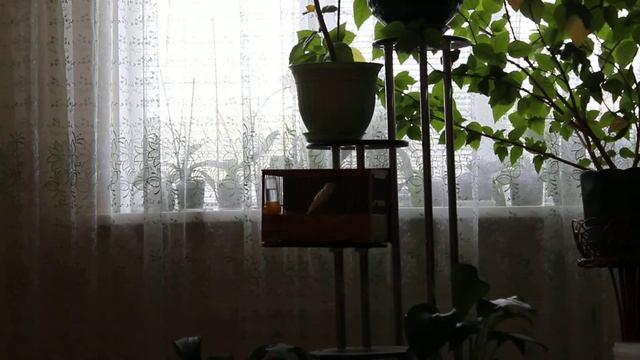 Курский кенар 1,5 года Коверзнева Ю И смотреть онлайн
