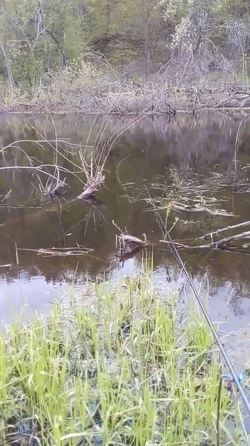 РЫБАЧУ | #рек #рыбалка #fishing #fire #башкирия #рекомендации #щука #рыба #карп #shorts #short #fis смотреть онлайн