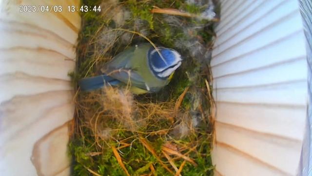 Blue Tits Nesting - Gardenature Solar Wi-Fi Camera Nest Box April 3rd 2023 смотреть онлайн