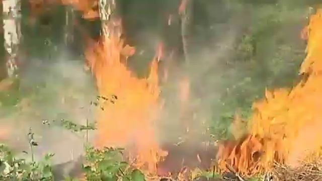 Правила пожарной безопасности в лесу смотреть онлайн