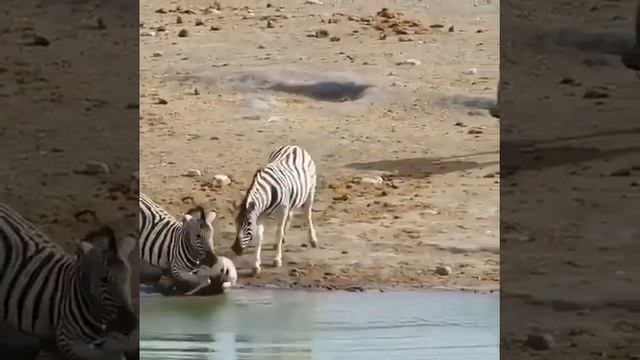 Естественный отбор, в живой природе !
