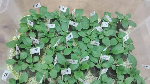 Обязательно сделайте так при пересадке сеянцев петунии. Получите отличную здоровую рассаду. смотреть онлайн