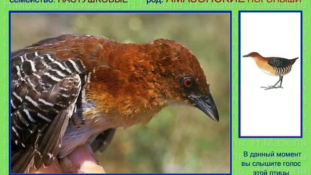 Погоныш амазонский. Голоса птиц смотреть онлайн