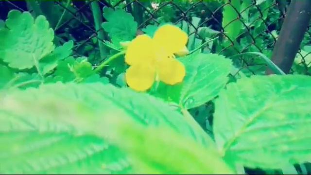 Природа/Вдохновение смотреть онлайн