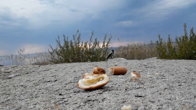 чайки обедают/seagulls have dinner смотреть онлайн