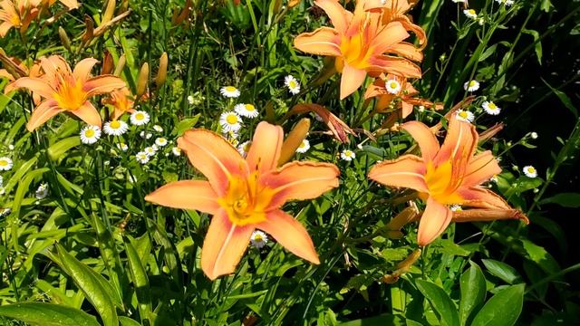 Ветреный холм 93 серия русская озвучка | Зейнеп влюблена смотреть онлайн