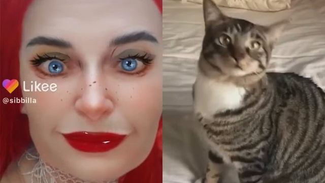 [Sibbilla] - Английские 💥 🦄 💥 слова каждый день УРОК (Кошечка тоже учит АНГЛИЙСКИЙ ЯЗЫК) 6 МАЯ 2022 смотреть онлайн