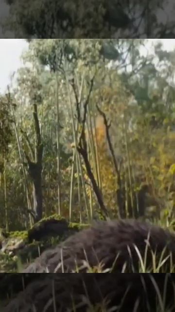 Tu Jo Mila X grogu and luke Skywalker #short смотреть онлайн
