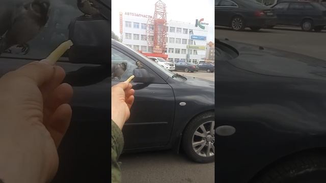 РЖАЧ )Птицы жгут!) смотреть онлайн