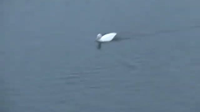 Белая утка смотреть онлайн