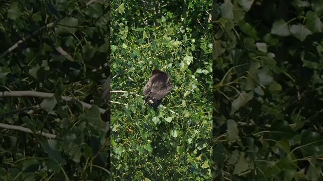 Баклан великий смотреть онлайн