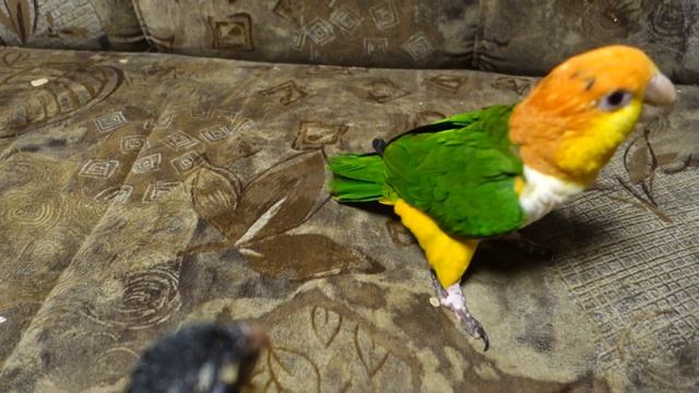 Рыжеголовый каик ищет себе развлечений смотреть онлайн