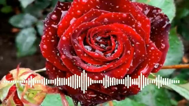 Jaloliddin Ahmadaliyev - Bilmaysan Yor (audio 2022) жалолиддин ахмадалиев 2022