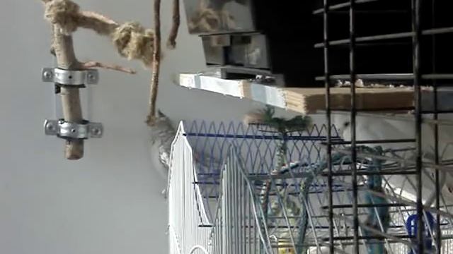 Пение кореллы