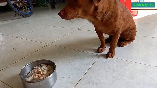 Quá Đã Con Chó Mật Có Xúc Xích смотреть онлайн