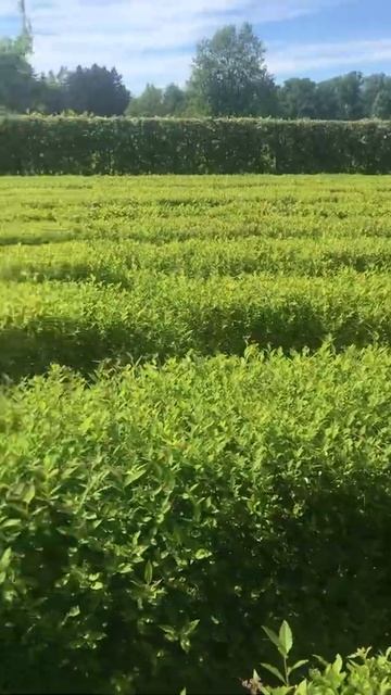 Парк Александрия Петергоф «Лабиринт» смотреть онлайн