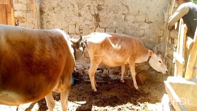 Young Small Cow First Time ||Yak VS Cow||