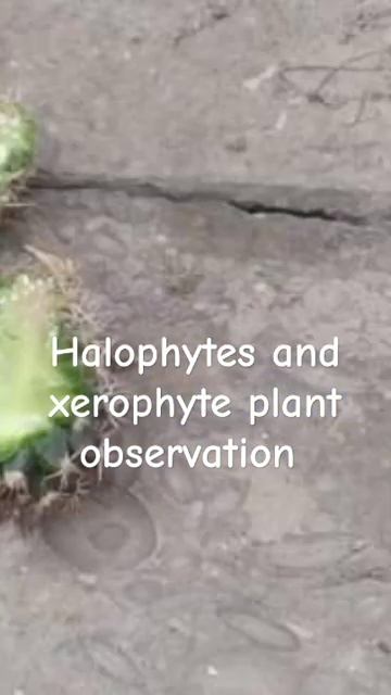 Halophyte and xerophyte#plants#observation@learnwithsidraafreen8740 смотреть онлайн