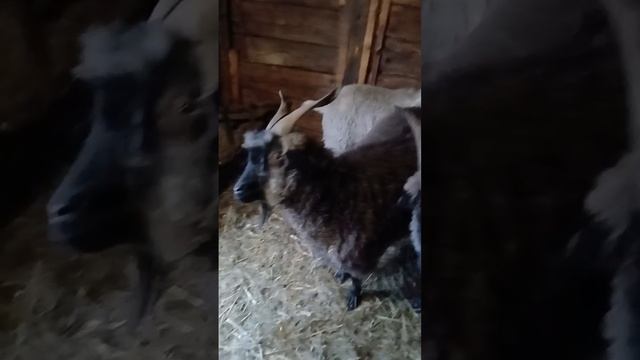 video_2025-01-28_23-50-57 смотреть онлайн