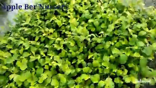 Apple ber plants . All types of fruits plants avilable here. contect/whatsapp no.8514981670.kolkata смотреть онлайн