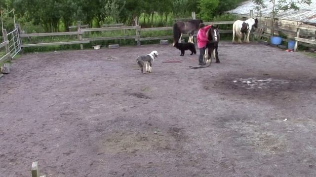 Practicing long-reining and hitching up with a single tree for the first time смотреть онлайн