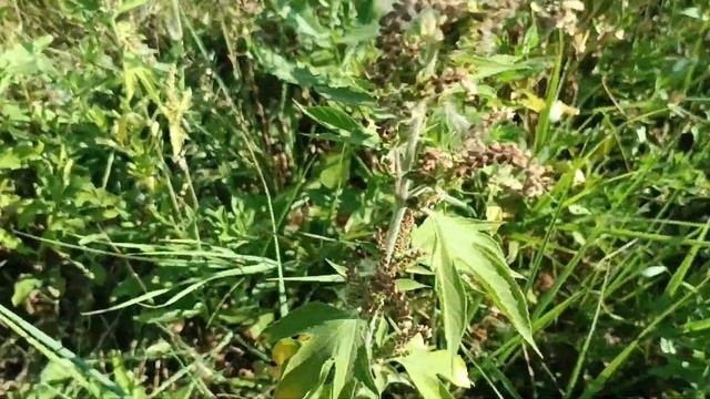 29.09.2022. Травостой на 29 августа. смотреть онлайн