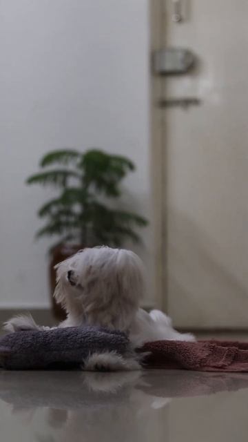 #Shorts | Treat Venumaaaa ??? 🤣 Puppy reaction, SIA’s Fun Mode is ON 🤣😂 | Chatty Rotty | CR смотреть онлайн