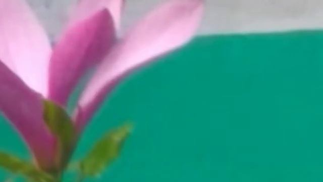 Живая природа смотреть онлайн